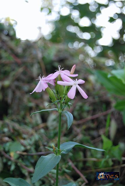 saponaria  officinalis.JPG